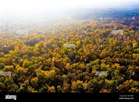 Aerial Top Down View Of Autumn Forest With Green And Yellow Trees