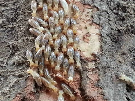 Termite Species In Brisbane Part Iii Microcerotermes And Cryptotermes