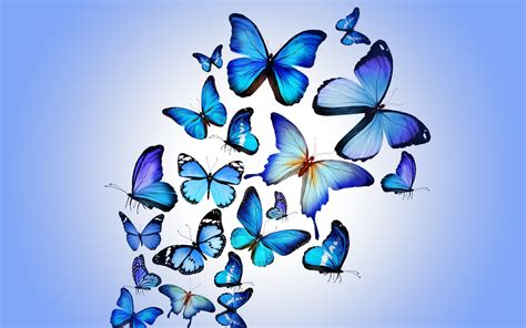 Butterfly Design Hd Artist K Wallpapers Images Backgrounds Photos My
