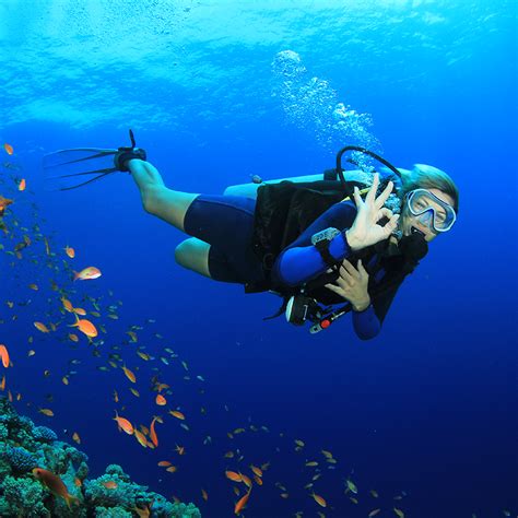 Underwater diving, human activity underwater for recreational or occupational purposes. What is SCUBA Diving? SCUBA diving basics you need to know | Blue Life - Pro Diving Instructors