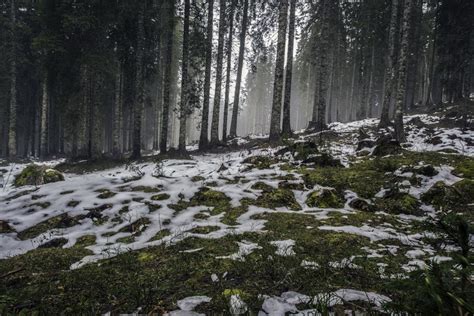 Melting Snow Pictures Download Free Images On Unsplash