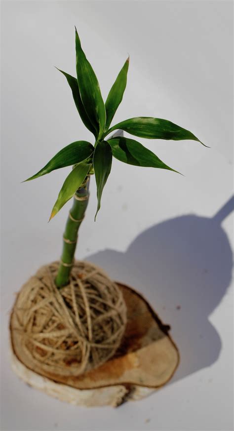 When growing a plant in water place small marbles, pebbles or stones in the container to give the stalks added stability. Speciality Kokedama (Lucky Bamboo) - Koke & Twine