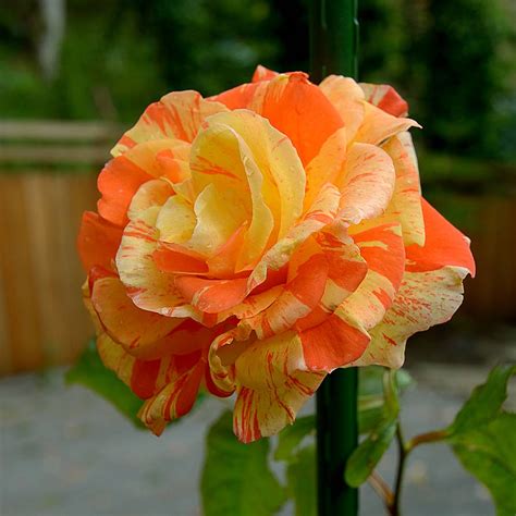 Orange Rose Iii By Feralwhippet On Deviantart