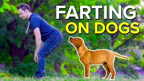 Farting On Dogs Youtube