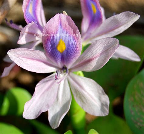 Eichhornia crassipes | Common water hyacinth