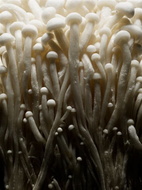 Mushrooms will grow in certain spots for a variety of reasons. Soil Types for Growing Mushrooms | Hunker
