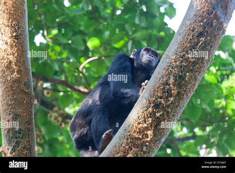 Chimpanzee Climbing Up A Tree Kibale Forest National Park Uganda