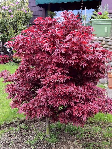 We did not find results for: Acer palmatum 'Shaina'