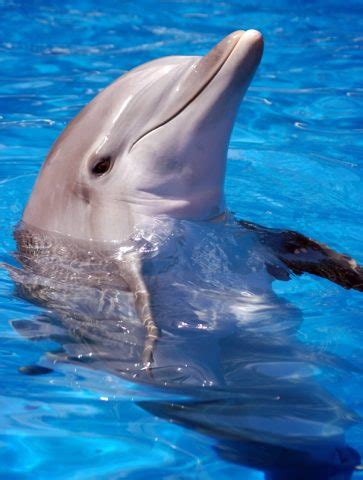 A Helping Flipper: Why Do Dolphins Save Humans? | RealClearScience
