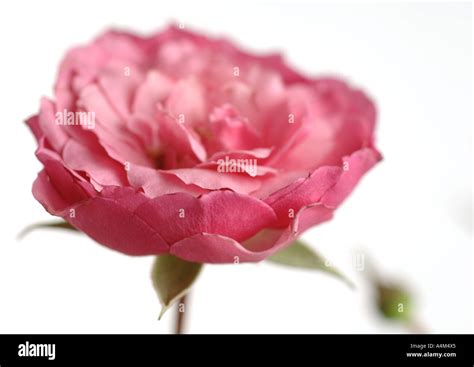 Pink Rose In Bloom Close Up Stock Photo Alamy