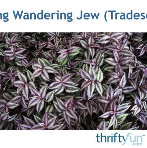 The trailing or creeping stems form nodules where the roots will eventually grow as it comes in contact with the soil (2). Growing Wandering Jew (Tradescantia) | ThriftyFun