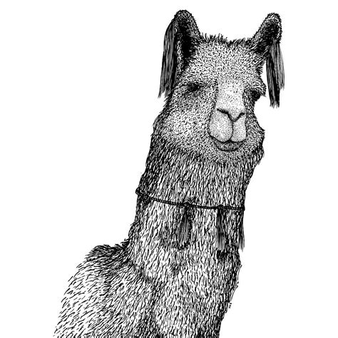 llama drawing by karl addison
