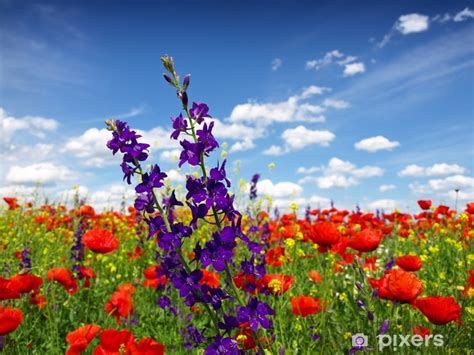 Fiore (dal latino flos, floris). Carta da Parati Fiori di campo estivo e nubi • Pixers ...