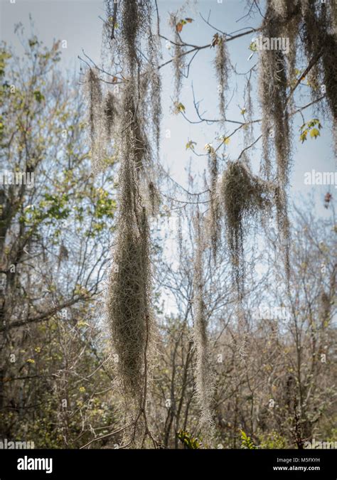 Clumps Of Spanish Moss Hanging From Tree Branches Stock Photo Alamy