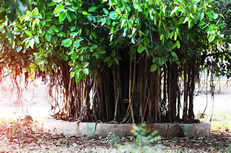 National Tree Of India Stock Photo Download Image Now Istock