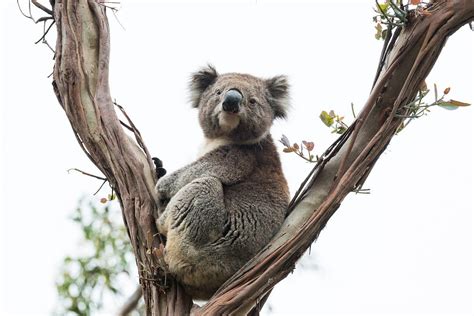 Koala Babies Eat Their Moms Poo And Other Fun Animal Defecation Facts