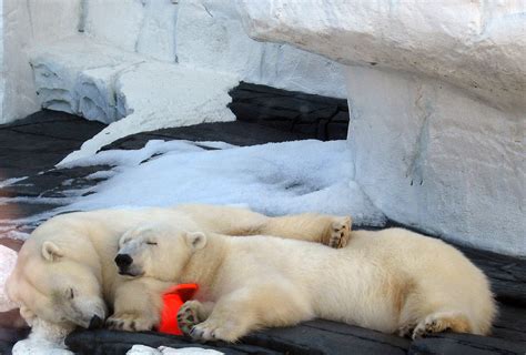 Polar Bear Naptime Free Stock Photo Public Domain Pictures