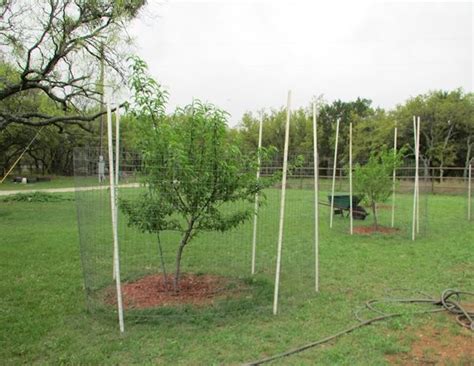 Possums especially are notorious for their ability to strip a fruit tree bare. Keeping The Deer Away — Patchwork Times by Judy Laquidara