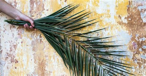 Why Do Christians Celebrate Palm Sunday What Makes It Important