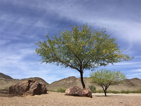 Tucson audubon has set out to study how lucy's. Growing New Mesquite Trees: Tips For Mesquite Tree Propagation