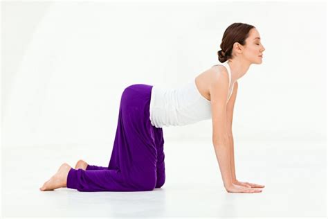 Bitilasana Cow Pose Steps Benefits Precautions Fitsri Yoga