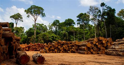 La Pandemia No Frenó La Destrucción De Bosque Tropical En 2020