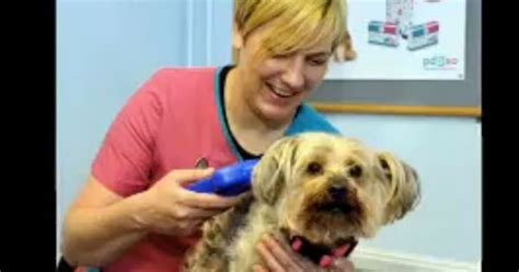 Microchip Helps Reunite Uk Dog With Owners After 5 Years