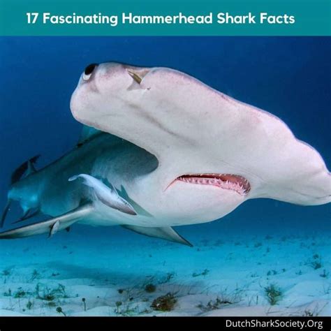 17 Surprising Hammerhead Shark Facts And Some Faqs Dutch Shark Society