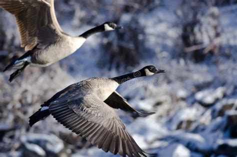 Canada Goose Flying Across Snowy Winter Terrain Stock Photos Free