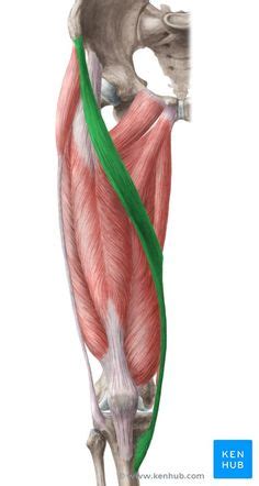 Originating on the anterior superior iliac spine, this muscle inserts on the medial surface of. Strained Thigh Muscle Symptoms | Front Thigh Pain | Health ...