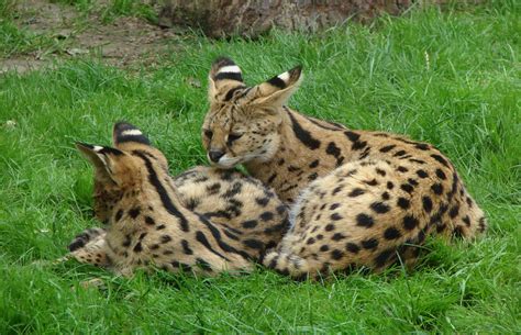 Free Images : grass, wildlife, zoo, fur, predator, fauna, savanna