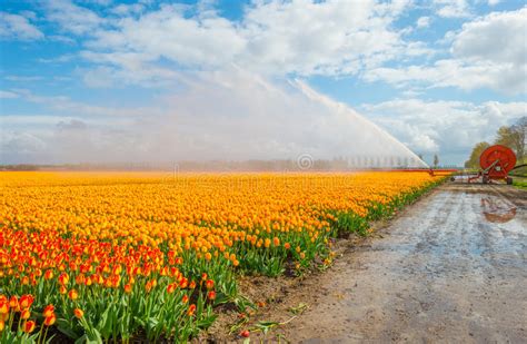 Field With Tulips Below A Blue Cloudy Sky Stock Image Image Of Growth