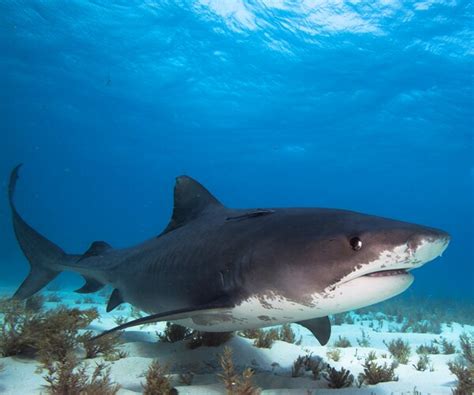 2 Injured In Double Shark Attack On Florida Beach