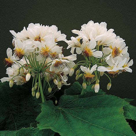 After working in a specialist plantsman's nursery, and later, as a consulting arboriculturalist, i joined thompson & morgan in 2008. Sparmannia africana | Thompson & Morgan