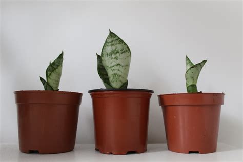 But this is the kind of sharp and pointed commentary you want in your life. Small snake plant varieties - Mini Sansevieria for indoor ...