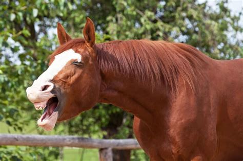 Why Do Horses Yawn Banixx