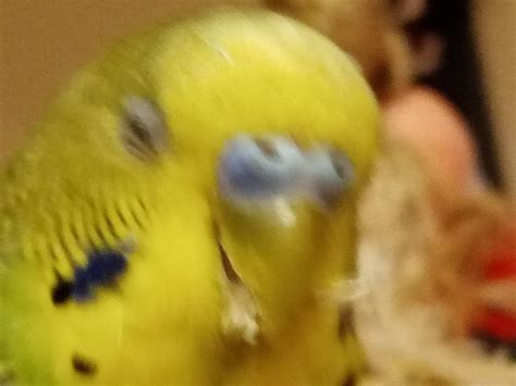 Arrow The Budgie Laughing 🤣 Rbudgies