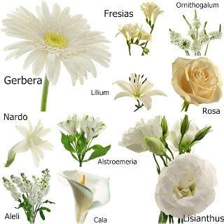 Planta liliácea, de flores grandes y hermosas : Planta Liliacea De Jardin De Flores Blancas Y Hermosas