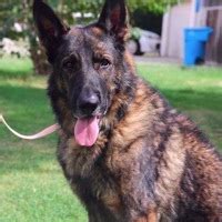 This list shouldn't be seen as a representation, guarantee, warranty, or evaluation of these organizations. German Shepherd Rescue ― ADOPTIONS