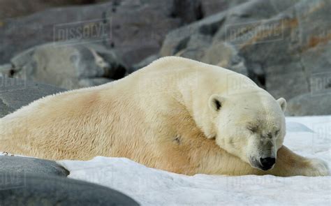Norway Svalbard Close Up Of Polar Bear Sleeping On Snow Stock