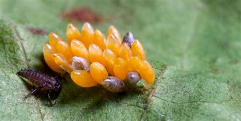 Oeufs de coccinelle photo et image