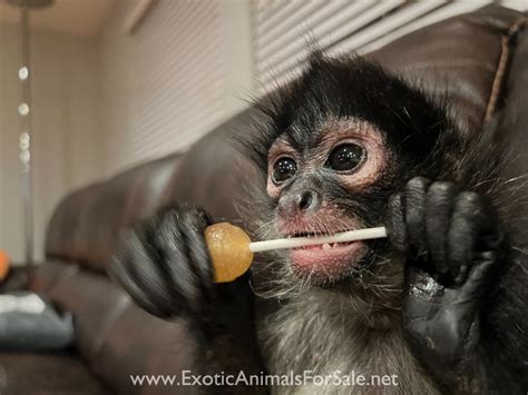 6 Month Old Female Spider Monkey For Sale