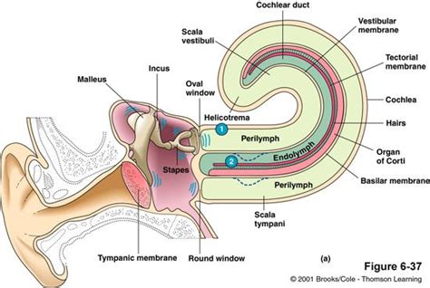 The Uncoiled Cochlea Shows The Scala Vestibules Where The Fluid