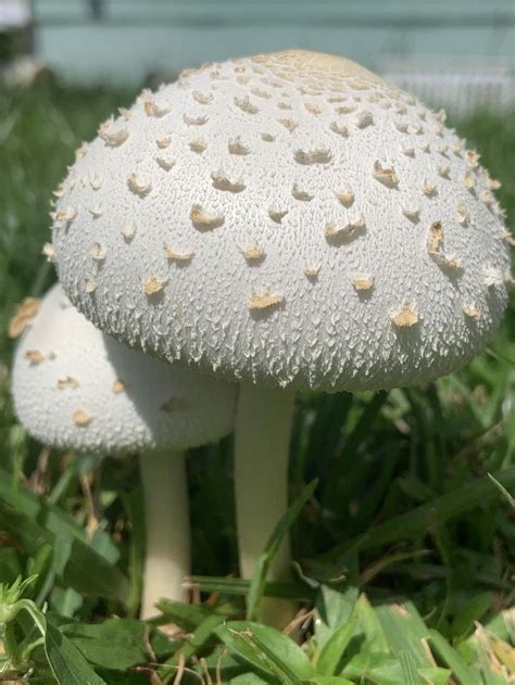 Backyard Beauty Non Edible Green Spored Parasol Mushrooms Fungi