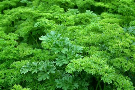 Parsley How To Plant Grow And Harvest Parsley Plants The Old Farmers Almanac