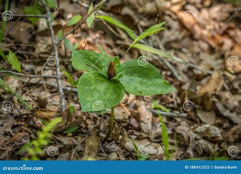 Wild Trillium Or Toadshade Plant Stock Photo Image Of Background