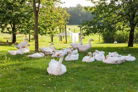 Geese In The Garden Of A Farm Stock Photo Image Of Clothes Drink