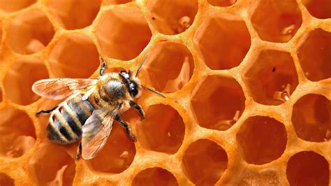 Honey Bee Desktop Image | HD Wallpapers