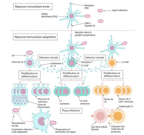 La Réaction Immunitaire 1 1ère Spécialité Svt Qcm N° 955