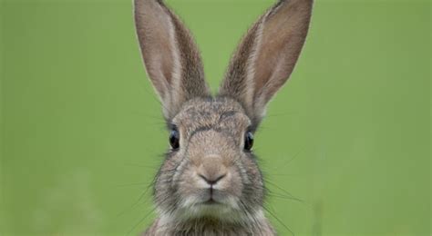 See more ideas about bunny, cute bunny, cute animals. Rabbit show cancelled due to deadly virus - RCI | English